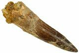 Bargain, Spinosaurus Tooth - Real Dinosaur Tooth #192047-1